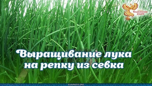 Выращивание лука на репку из севка