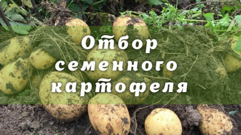 Отбор семенного картофеля