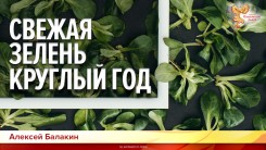 Свежая зелень круглый год