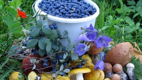 Дары и продукты северного края