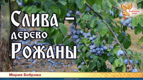 Слива &mdash; дерево Рожаны