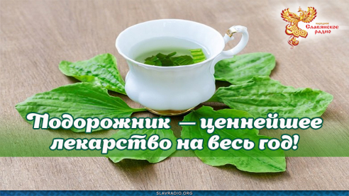 Подорожник с сахаром или на меду &mdash; ценнейшее лекарство на весь год! 