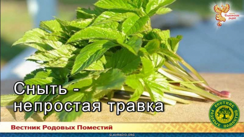 Сныть - непростая травка