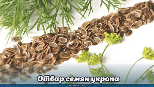 Отвар семян укропа