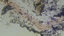 &laquo;Волосатые&raquo; бактерии подводного вулкана