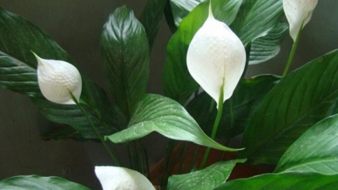 Обогатите свой дом кислородом!