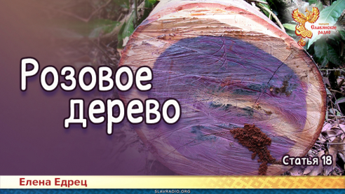 Розовое дерево
