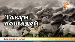 Табун лошадей