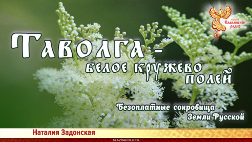 Таволга - белое кружево полей