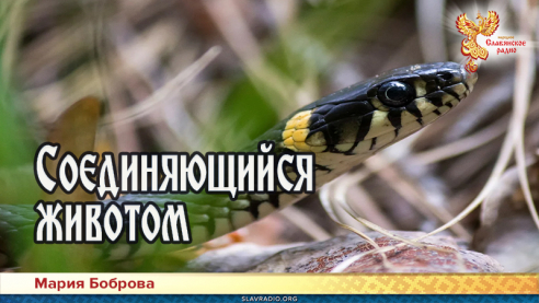 Соединяющийся животом 