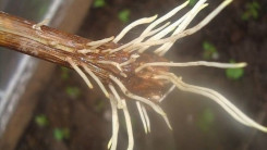 Корнеобразование: стимуляторы из подручных средств