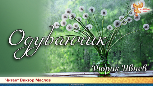 День поэзии. Рюрик Ивнев - Одуванчик