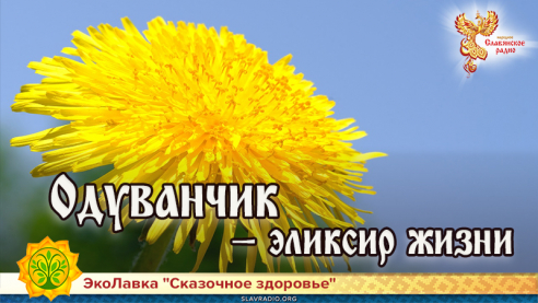 Одуванчик &mdash; эликсир жизни