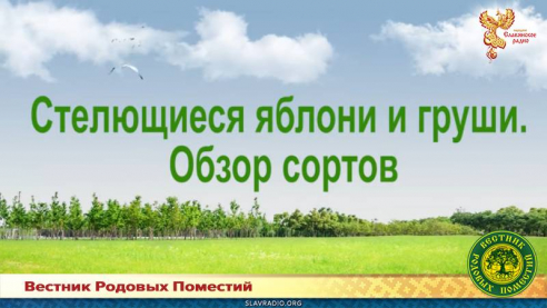 Стланцевый сад. Обзор