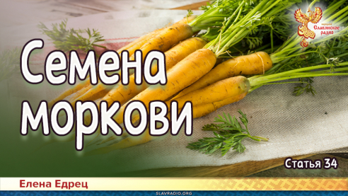 Семена моркови 
