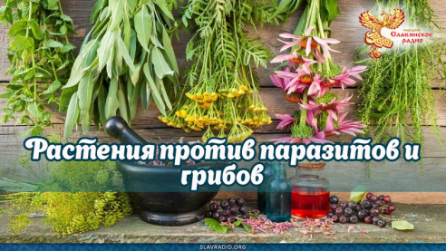 Растения против паразитов и грибов