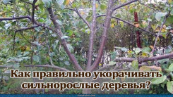 Как правильно укорачивать сильнорослые деревья?