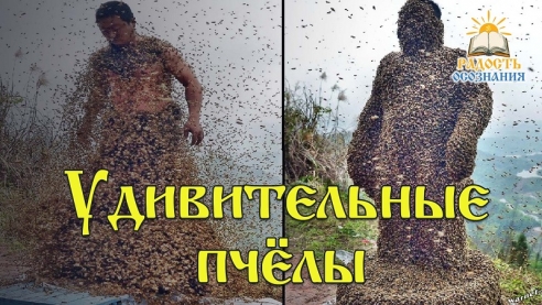 Удивительные пчёлы