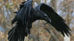 Ворон в славянской традиции