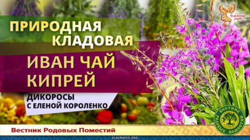 Иван-чай Кипрей 