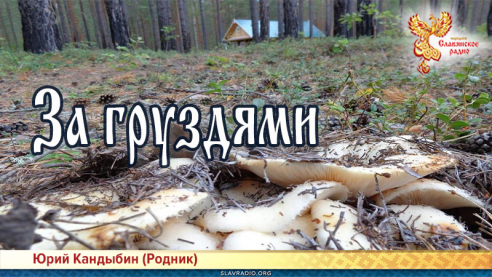 За груздями 