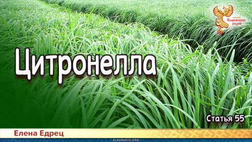 Цитронелла

