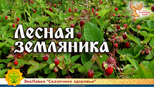 Лесная земляника