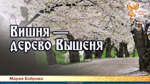 Вишня &mdash; дерево Вышеня