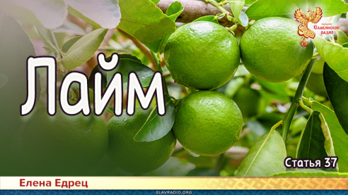 Лайм 