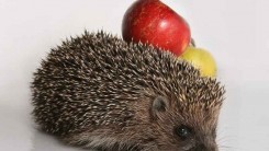 Почему ёж почитался у древних славян