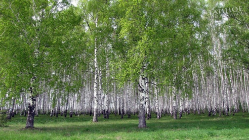  Русская свадебная Народная Традиция. 