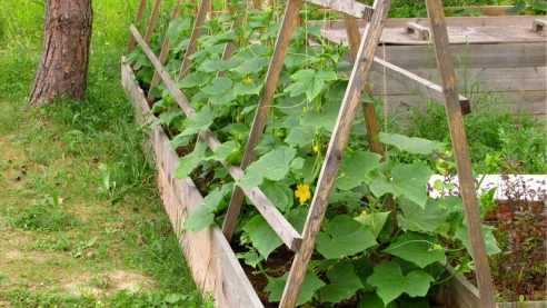 Реакторные грядки