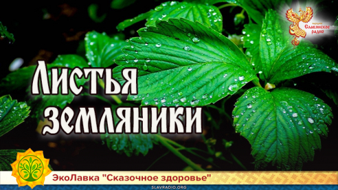 Листья земляники 