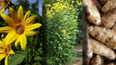 Топинамбур - здоровая замена картофелю