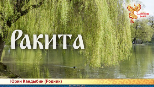 Ракита