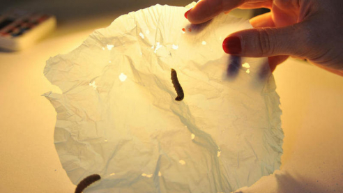 Гусеницы едят полиэтилен